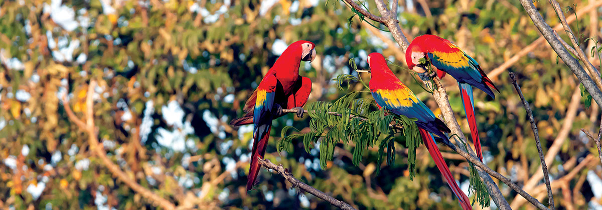 guacamayasmontesazules